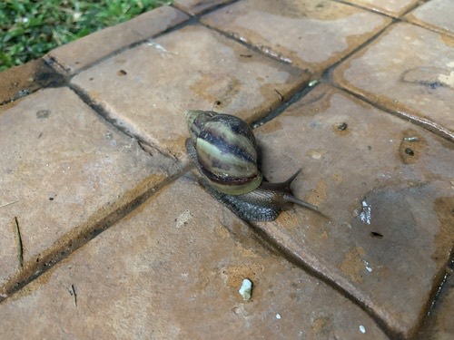 หอยทากยักษ์แอฟริกา · African Giant Snail · Lissachatina fulica