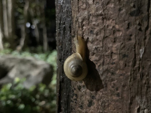 หอยโดมเปลือกบางธรรมดา · Asian Tramp Snail · Bradybaena similaris