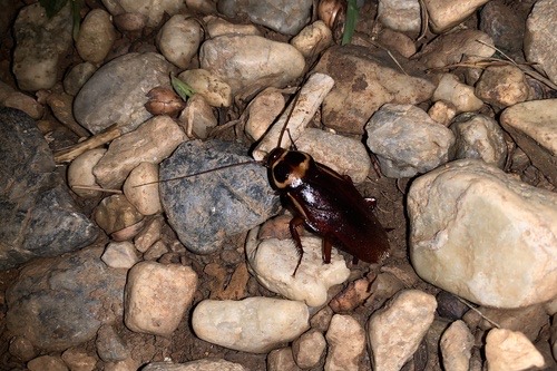 แมลงสาบออสเตรเลีย · Australian Cockroach · Validiblatta australasiae
