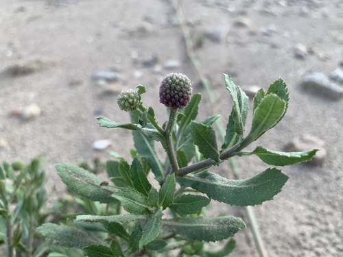 หญ้าขี้ควาย · East Indian globe thistle · Sphaeranthus indicus