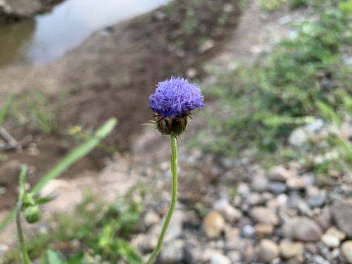หญ้าคออ่อนดอกม่วง · Yoruban bologi · Crassocephalum rubens