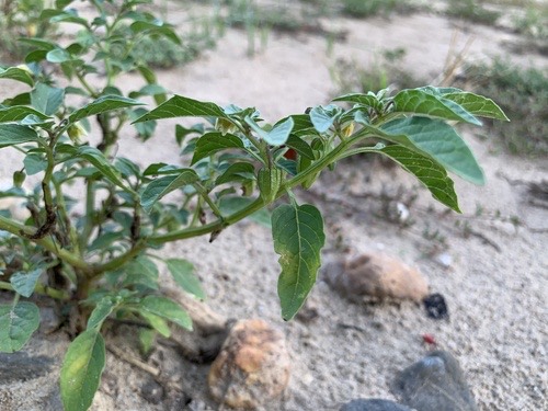 โทงเทง · cutleaf groundcherry · Physalis angulata
