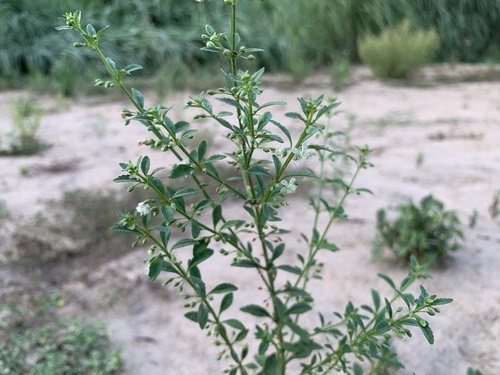 กรดน้ำ · Licorice Weed · Scoparia dulcis