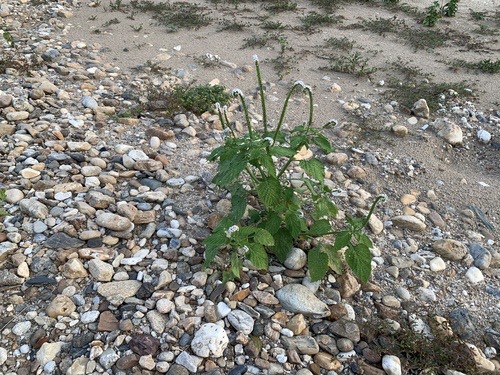 หญ้างวงช้าง · Indian Heliotrope · Heliotropium indicum
