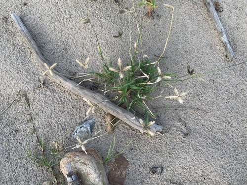 หญ้าปากควาย · Durban Crowfoot · Dactyloctenium aegyptium