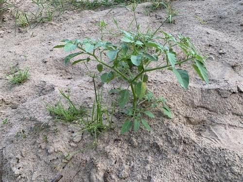 โทงเทง · cutleaf groundcherry · Physalis angulata