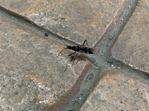 มวนดอกรักดำยาว · One-spotted Seed Bug · Metochus uniguttatus