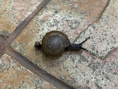 หอยทากสยาม · Siamese Common Snail · Sarika siamensis