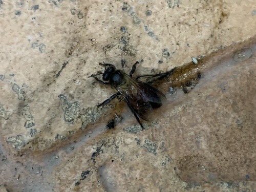 ผึ้งหลวง · Giant Honey Bee · Apis dorsata