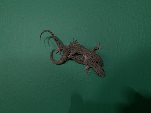 จิ้งจกบ้านหางหนาม · Asian House Gecko · Hemidactylus frenatus