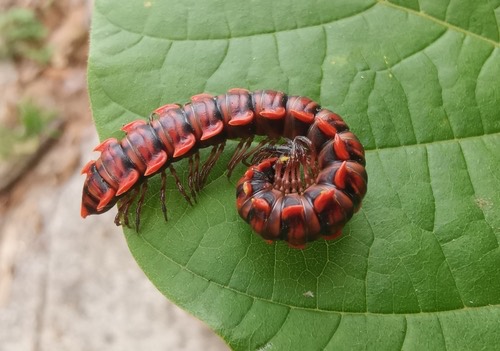 Antheromorpha rosea