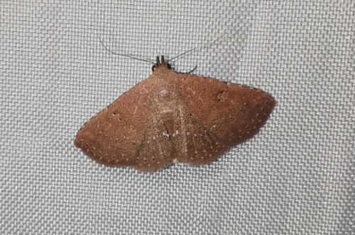 Cerynea punctilinealis