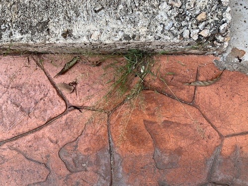 หญ้าไข่เห็บเล็ก · Feather Lovegrass · Eragrostis tenella