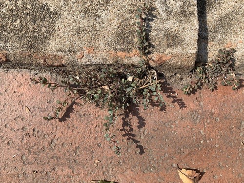 หญ้ารก · prostrate sandmat · Euphorbia prostrata