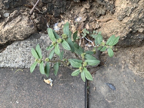 น้ำนมราชสีห์ · Asthma Plant · Euphorbia hirta