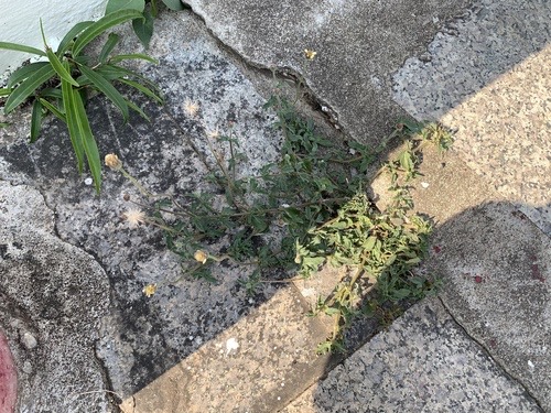ตีนตุ๊กแก · Tridax Daisy · Tridax procumbens