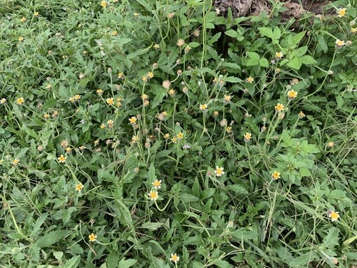 ตีนตุ๊กแก · Tridax Daisy · Tridax procumbens
