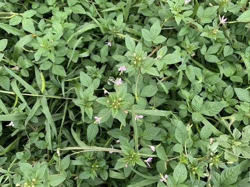 ผักเสี้ยนขน · Purple Cleome · Cleome rutidosperma