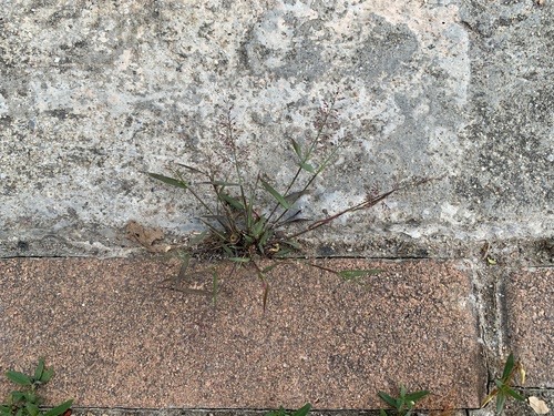 หญ้าไข่เห็บเล็ก · Feather Lovegrass · Eragrostis tenella
