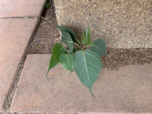 โพ · Sacred fig · Ficus religiosa