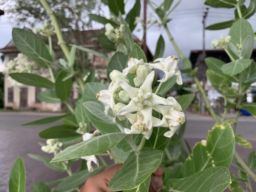 รักดอกม่วง · crown flower · Calotropis gigantea