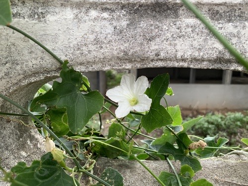 ตำลึง · Ivy gourd · Coccinia grandis
