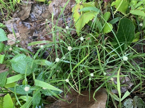 หญ้าตุ้มหู · whitehead spikesedge · Cyperus mindorensis