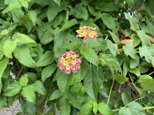 ผกากรอง · common lantana · Lantana camara