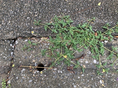 ตีนตุ๊กแก · Tridax Daisy · Tridax procumbens