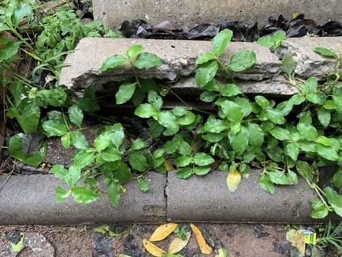 ผักปลาบใบกว้าง · Benghal Dayflower · Commelina benghalensis