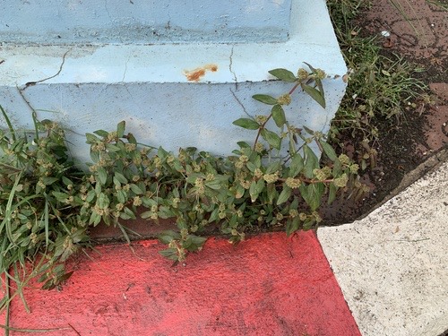 น้ำนมราชสีห์ · Asthma Plant · Euphorbia hirta