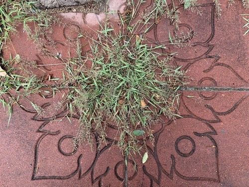 หญ้าไข่เห็บเล็ก · Feather Lovegrass · Eragrostis tenella
