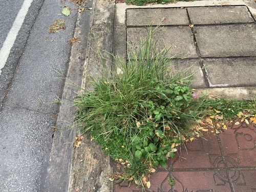 หญ้าตีนกา · Goose Grass · Eleusine indica