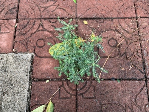 ลูกใต้ใบ · Gale of the Wind · Phyllanthus amarus