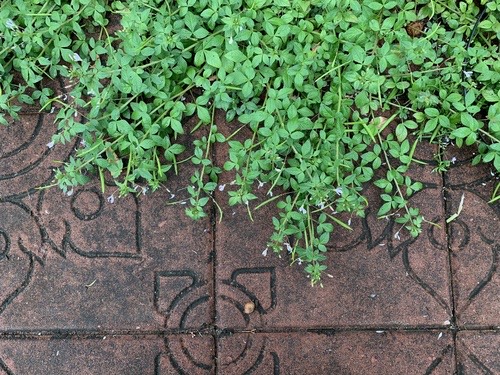 ผักเสี้ยนขน · Purple Cleome · Cleome rutidosperma