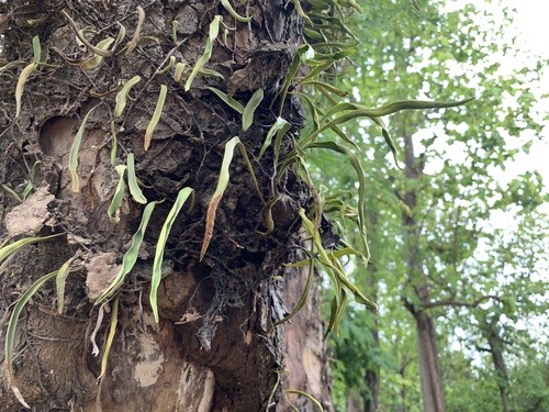 เฟิร์นเจ้างูเขียว · Tongue-fern · Pyrrosia adnascens