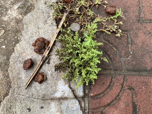 ขมหิน · Artillery Plant · Pilea microphylla
