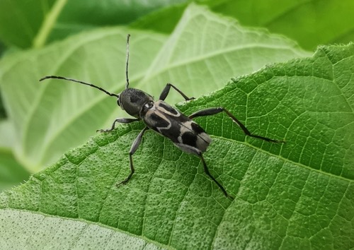 Perissus laetus