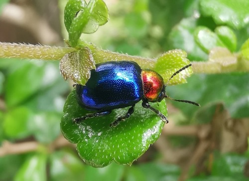 ด้วงดอกรักสีน้ำเงิน · Parheminodes pulcher