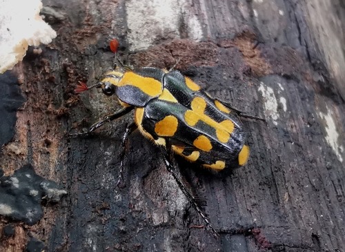 ด้วงดอกไม้ลายแก้ว · Yellow Marking Flower Beetle · Ixorida mouhotii
