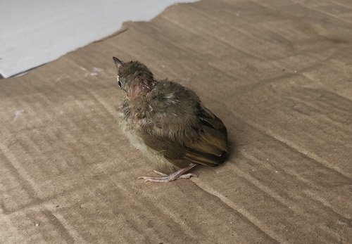 นกปรอดสวน · Streak-eared Bulbul · Pycnonotus conradi