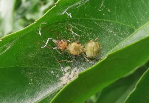 มดแดง · Asian Weaver Ant · Oecophylla smaragdina