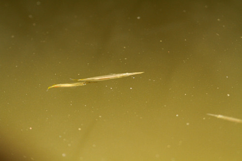 ปลาเข็ม · Siamese Wrestling Halfbeak · Dermogenys siamensis