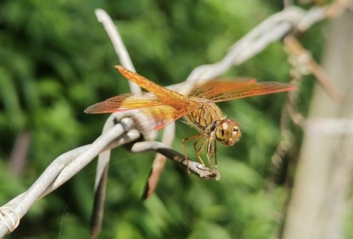 แมลงปอบ้านปีกเปื้อนส้ม · Ditch Jewel · Brachythemis contaminata