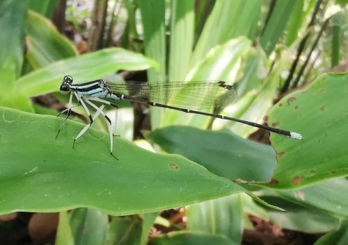 แมลงปอเข็มยาวเทียมเข่าดำ · Black-kneed Featherleg · Pseudocopera ciliata