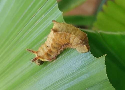Orthocraspeda sordida