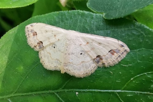 Scopula addictaria