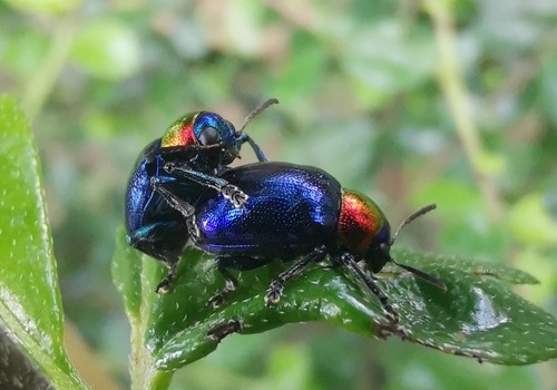 ด้วงดอกรักสีน้ำเงิน · Parheminodes pulcher