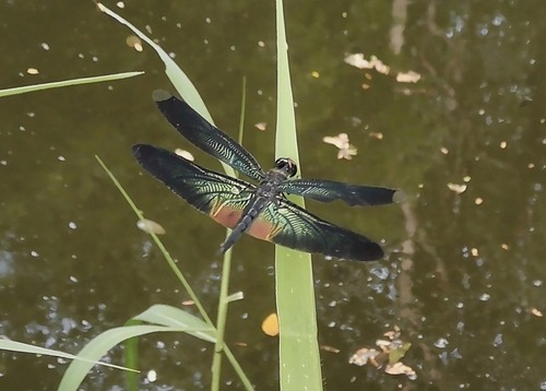 แมลงปอบ้านไร่ปลายปีกใส · Greater Bluewing · Rhyothemis plutonia