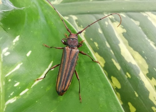ด้วงหนวดยาวขีดเขียวกลาง · Lebbek Borer · Xystrocera globosa